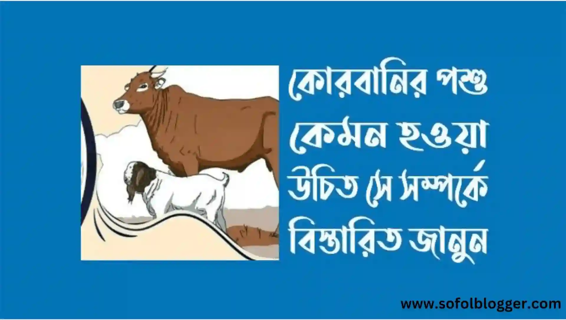 কোরবানির শর্ত ও নিয়ম