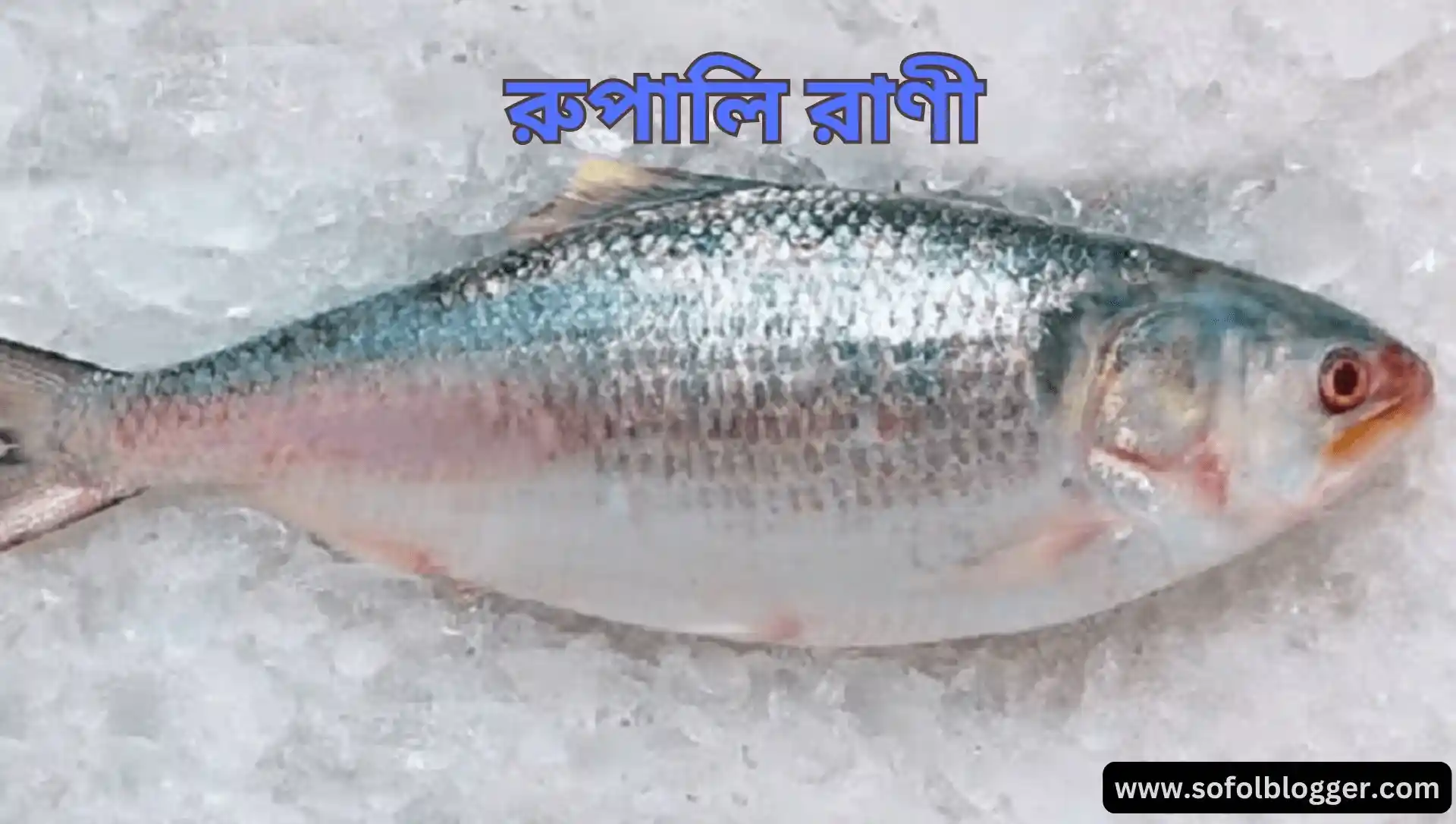 ইলিশ মাছ