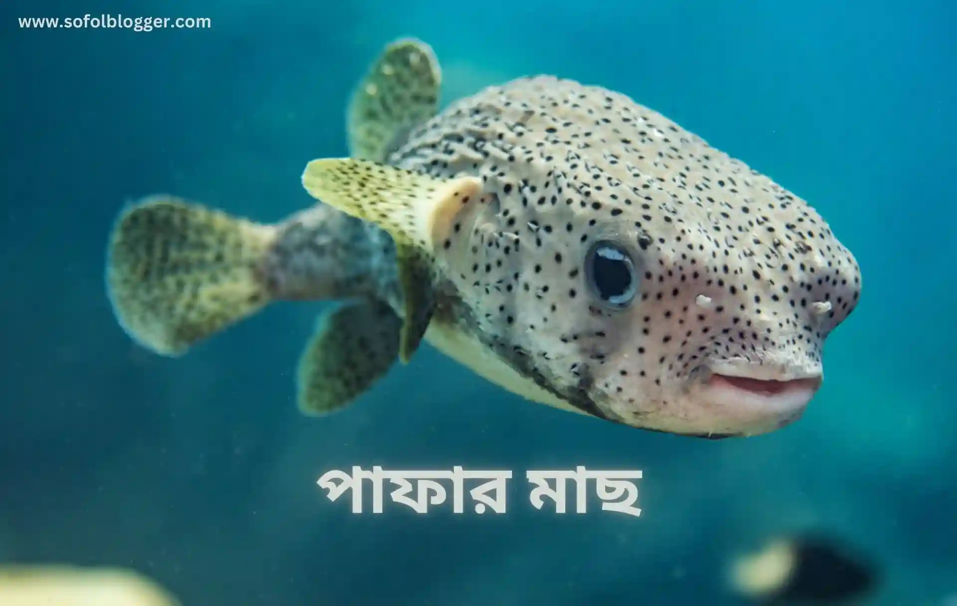 পাফার মাছ
